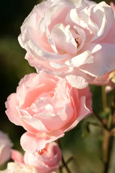 Vista Vicino Bella Fioritura Rose Rosa Bouquet Sfondo Giardino — Foto Stock