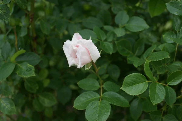 Flor Rosa Jardín — Foto de Stock