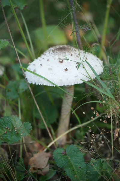 Primer Plano Seta Suelo Del Bosque Con Hojas Fondo —  Fotos de Stock