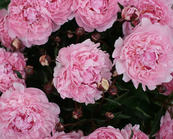 Belles Pivoines Roses Fraîches Poussant Sur Des Buissons Sur Fond — Photo