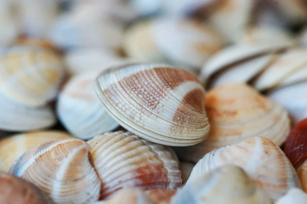 Muitas Conchas Coloridas Fundo Praia — Fotografia de Stock