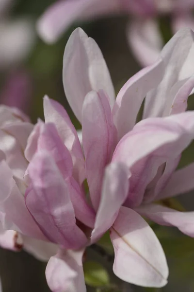 Close Scented Pink Flowers Green Branches Garden Background — Stock Photo, Image