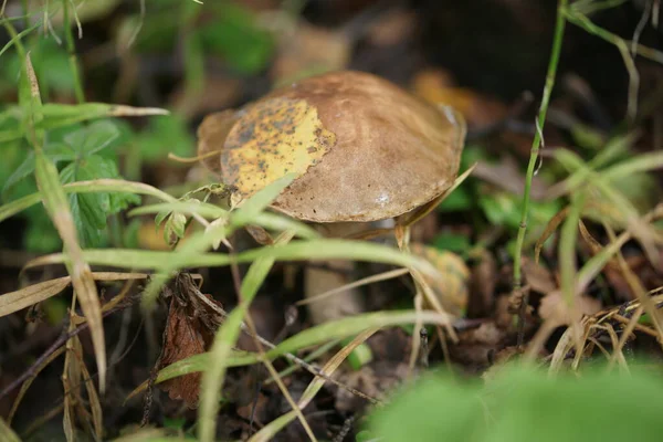 艳阳天在绿草中生长的蘑菇 — 图库照片