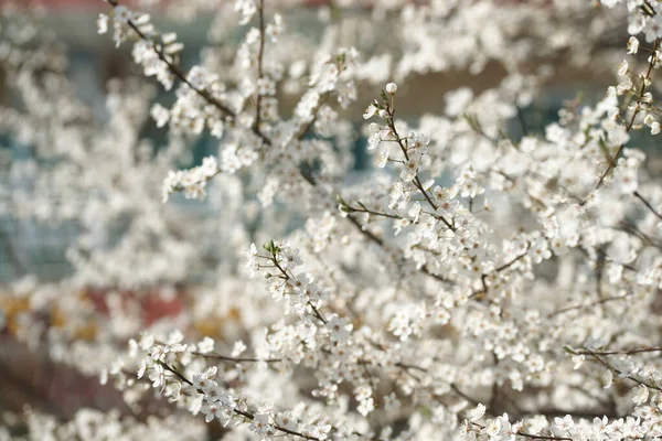 Белые Цветы Яблони Фруктовые Ветви Дворе — стоковое фото