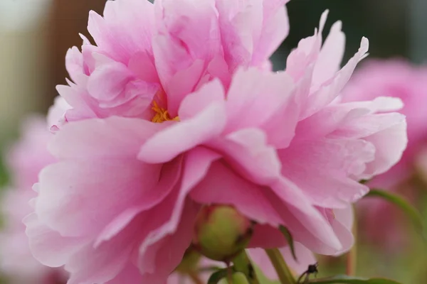 庭の背景にピンク色の牡丹の花が咲く — ストック写真