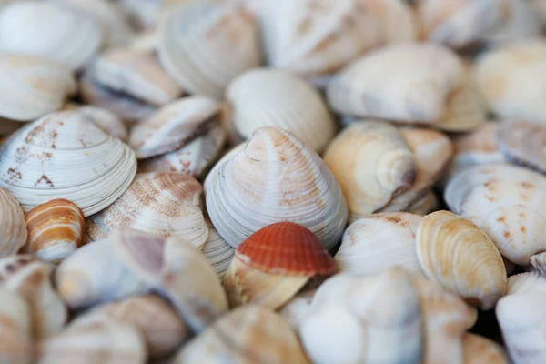 Colored Organic Seashells Beach — Stock Photo, Image