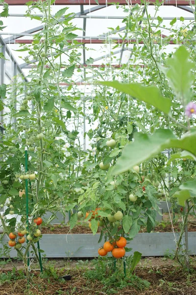 Tomaten Wachsen Und Reifen Gewächshaushintergrund — Stockfoto