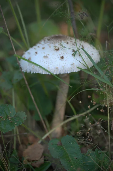 Mushroom Forest Ground Leaves Background — Stok fotoğraf