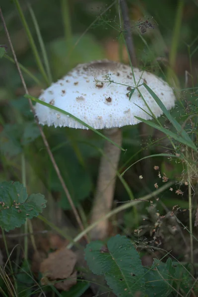 Hongo Suelo Del Bosque Con Hojas Fondo —  Fotos de Stock