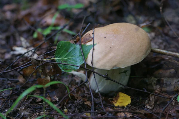 森林里的蘑菇靠拢 — 图库照片
