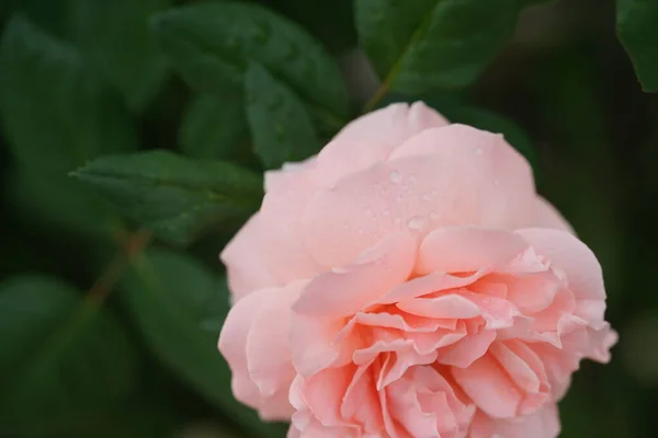 Close Fragrant Beautiful Rose Bushes Background — Stock Photo, Image