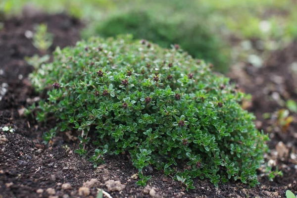 庭の緑の植物 — ストック写真