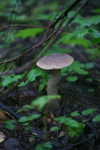 Pilz Wächst Wald — Stockfoto