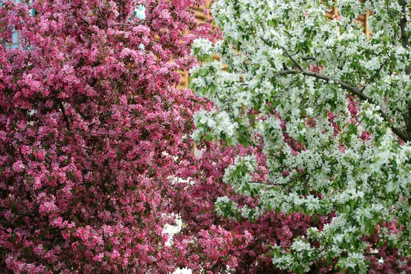 Pommiers Fleurs Dans Jardin — Photo