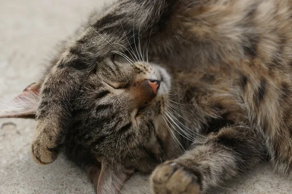 Cute Striped Cat Slipping Yard Ground — Stock Photo, Image