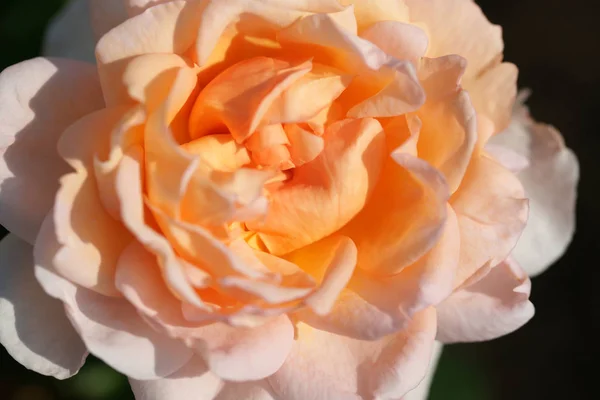 Primer Plano Hermosa Rosa Exuberante Los Arbustos Fondo Del Patio — Foto de Stock