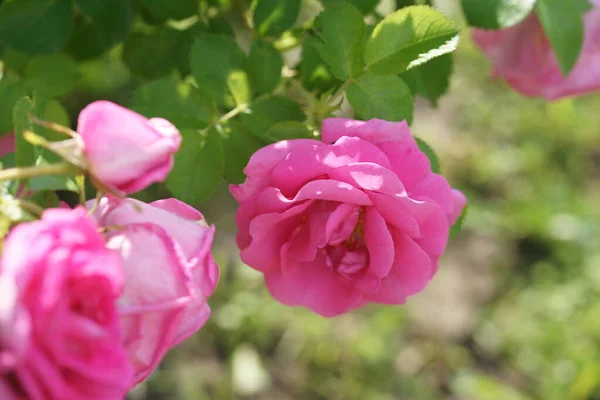 Дивовижні Квітучі Рожеві Троянди Садовому Фоні — стокове фото
