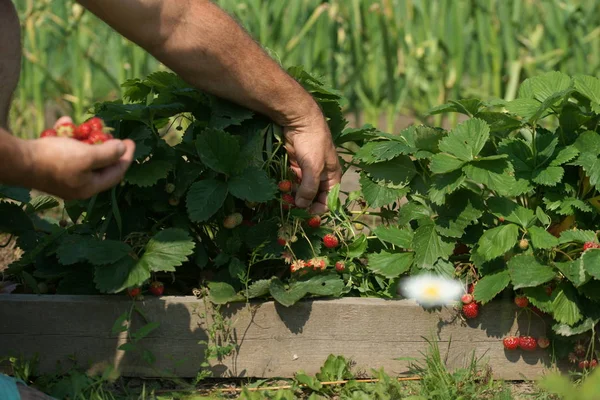 Mann Pflückt Frische Rote Bio Erdbeeren Garten — Stockfoto