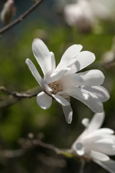 Green Branches Blossom White Flowers Yard Background — Stock Photo, Image