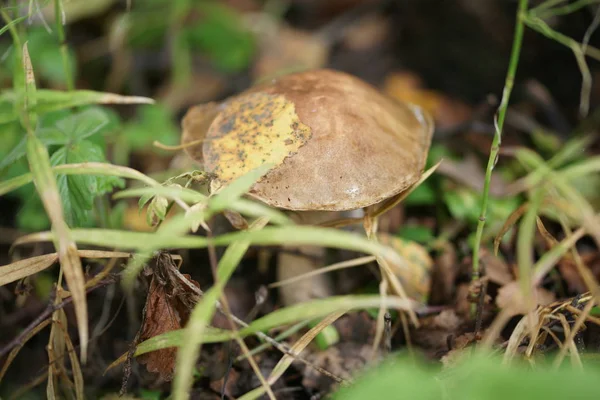 Boletus Paddenstoel Het Bos Ochtend — Stockfoto