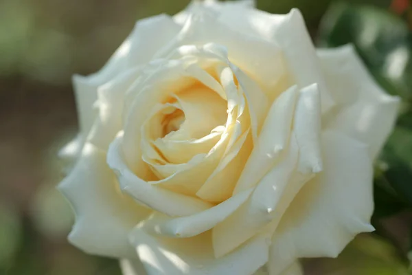 Primer Plano Hermosa Rosa Exuberante Los Arbustos Fondo Del Patio — Foto de Stock