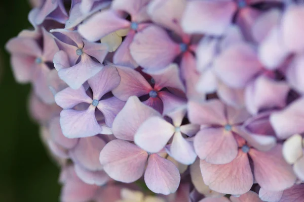 blossom flowers of hydrangea blooming on bushes background
