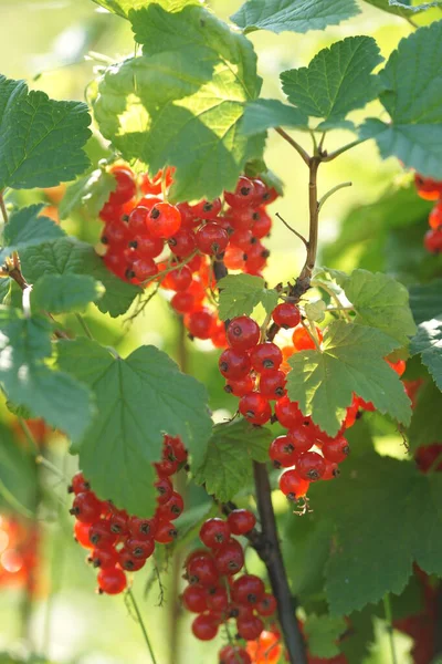 Green Bushes Ripe Red Currant Berries Garden Background — Stock Photo, Image