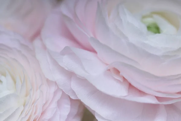 Zblízka Pohled Kvetoucí Sakura Růže — Stock fotografie