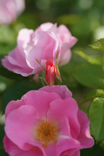 Fantastisk Blommande Rosa Rosor Trädgård Bakgrund — Stockfoto