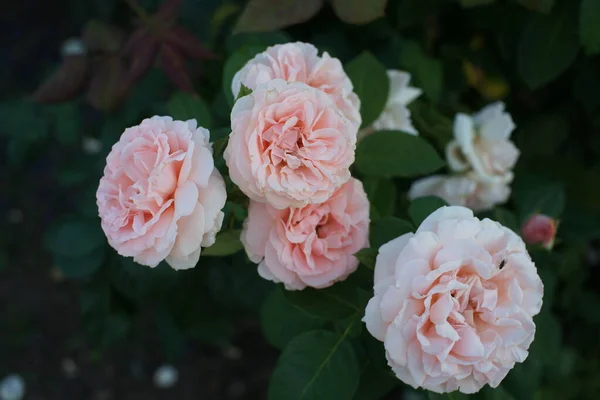 Rosas Perfumadas Bonitas Arbustos Fundo Quintal — Fotografia de Stock