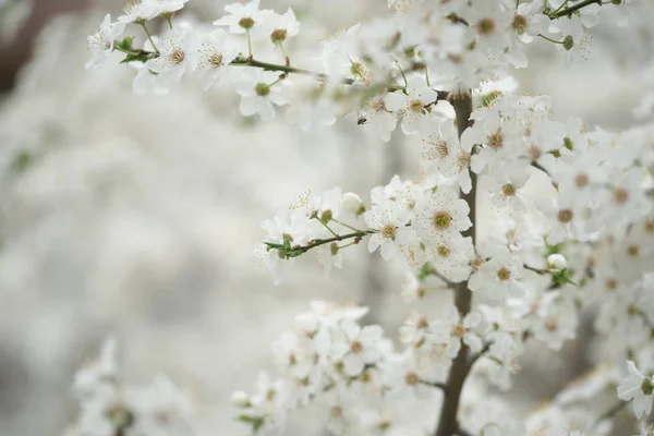 Flowering Fruit Trees Branches White Flowers Orchard — Stock Photo, Image