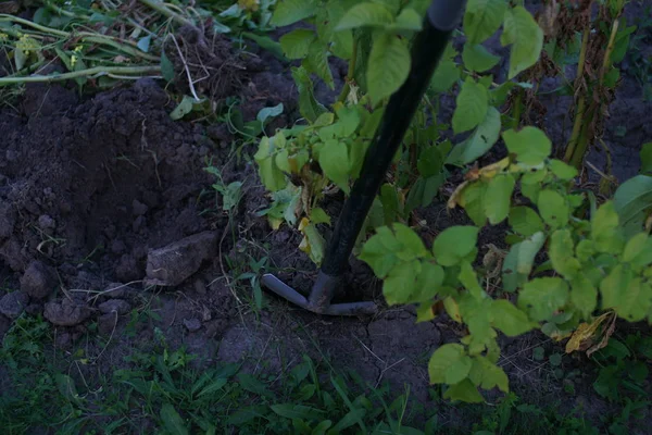 Sklizeň Mladých Brambor Zblízka — Stock fotografie