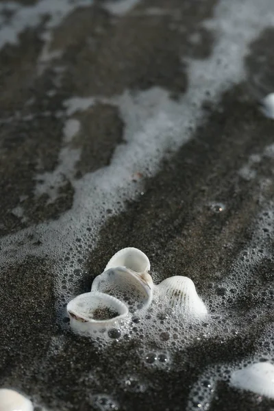 Маленькі Черепашки Мокрі Від Морських Хвиль Фоні Піщаного Пляжу — стокове фото