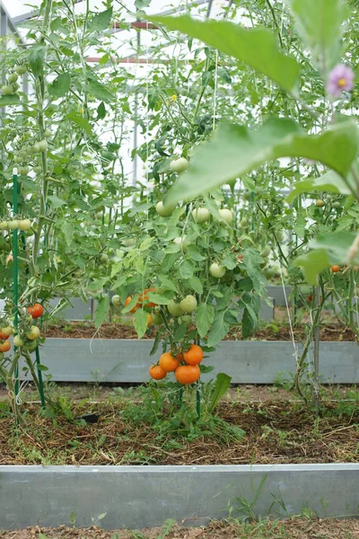 Tomaten Wachsen Und Reifen Gewächshaushintergrund — Stockfoto