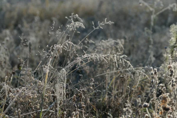 Gefrorene Zweige Pflanzen Auf Feld Hintergrund — Stockfoto