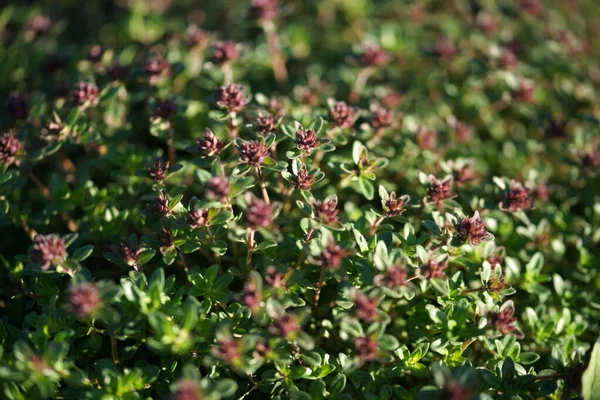 庭の背景に小さな花を持つ緑の茂み — ストック写真