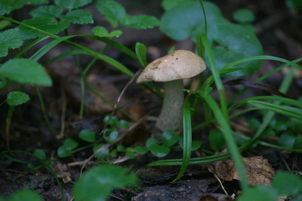 森の草の中のキノコは — ストック写真