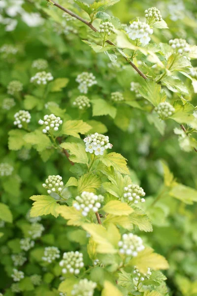 Arbustos Verdes Com Flores Brancas Fundo Jardim — Fotografia de Stock