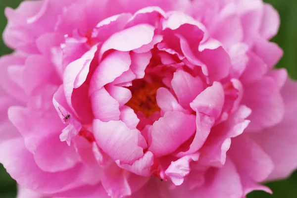 Erstaunliche Blühende Rosa Pfingstrose Blumen Garten Hintergrund — Stockfoto