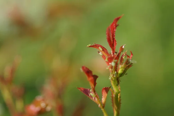 Pucerons Sur Les Jeunes Pousses Roses — Photo