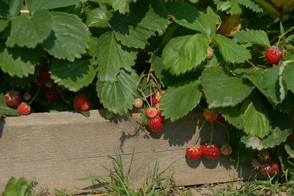 Fresas Maduras Rojas Creciendo Cajas Madera Fondo Del Jardín — Foto de Stock