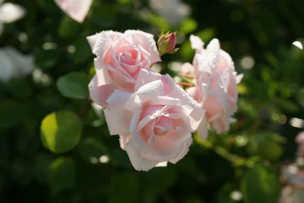 Close Beautiful Lush Roses Yard Background — Stock Photo, Image