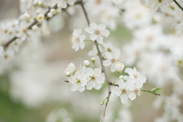Gros Plan Fleurs Blanches Fleuries Pommiers Dans Jardin — Photo