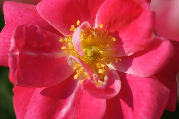 Rosa Jardín Jardín — Foto de Stock