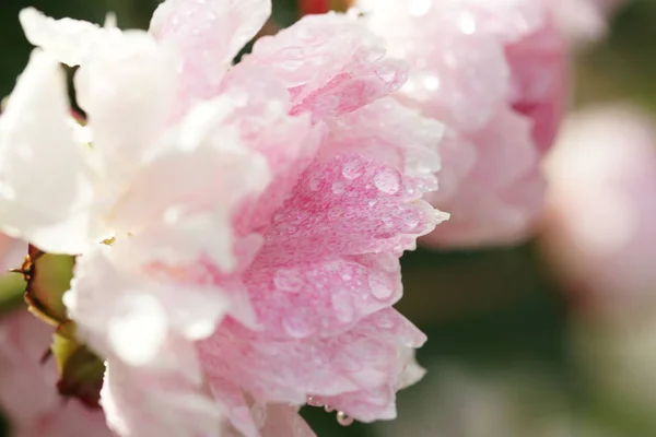 Schöne Rosa Rosenblüte Garten — Stockfoto