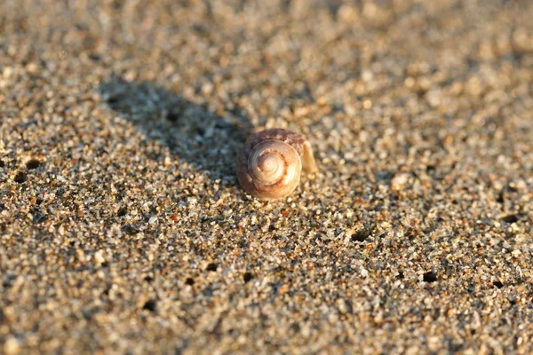 Mały Muszelka Tle Plaży — Zdjęcie stockowe