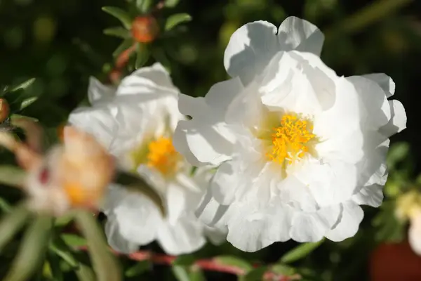 Flores Blancas Flor Sobre Arbustos Verdes Fondo Del Jardín — Foto de Stock