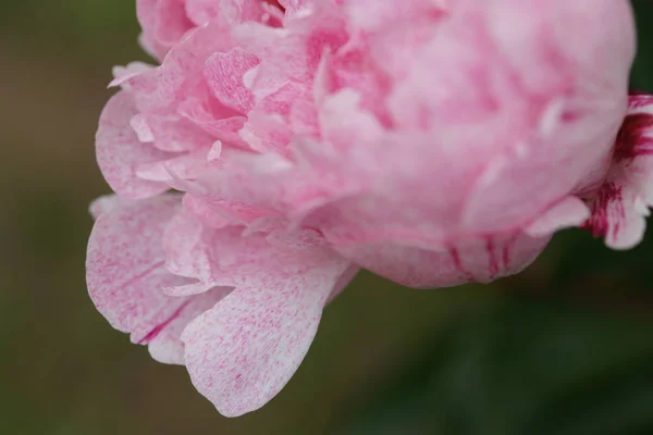 Крупним Планом Рожева Квітка Півонії Росте Кущах Дворі — стокове фото