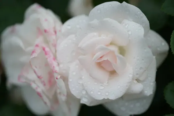 Fragrant Beautiful Roses Bushes Yard Background — Stock Photo, Image