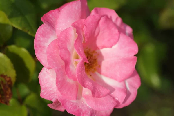 Primer Plano Hermosa Rosa Exuberante Los Arbustos Fondo Del Patio — Foto de Stock